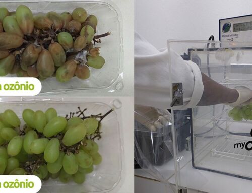 Ozônio na pós-colheita de uvas para preservação e qualidade