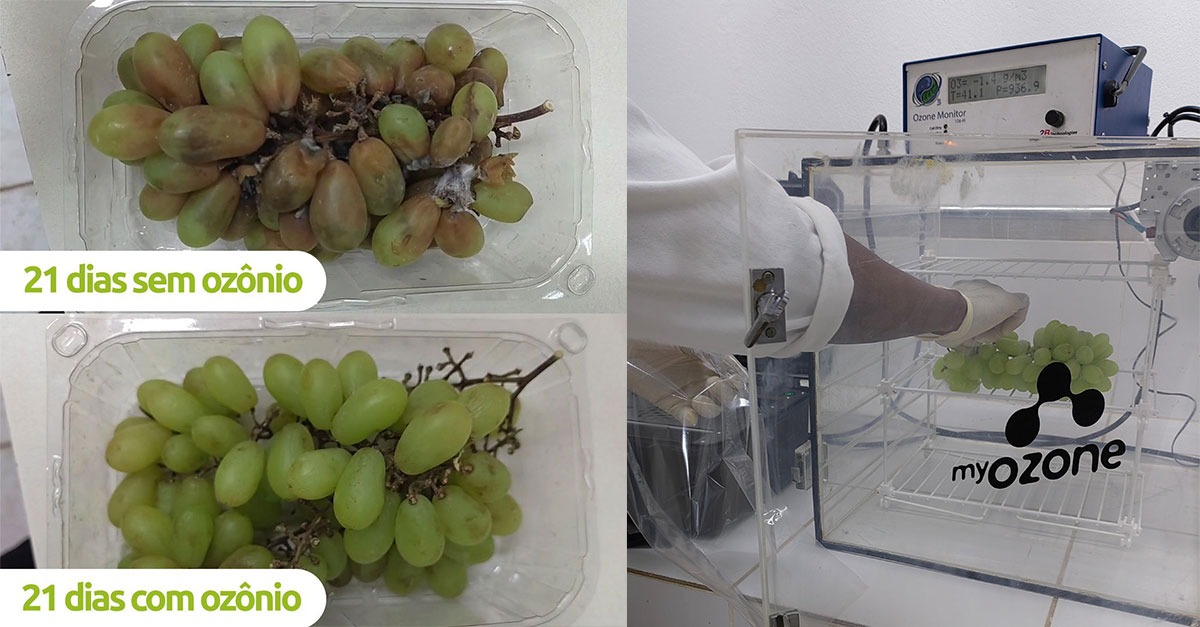 Ozônio na pós colheita de uvas- inativação de bolores e leveduras
