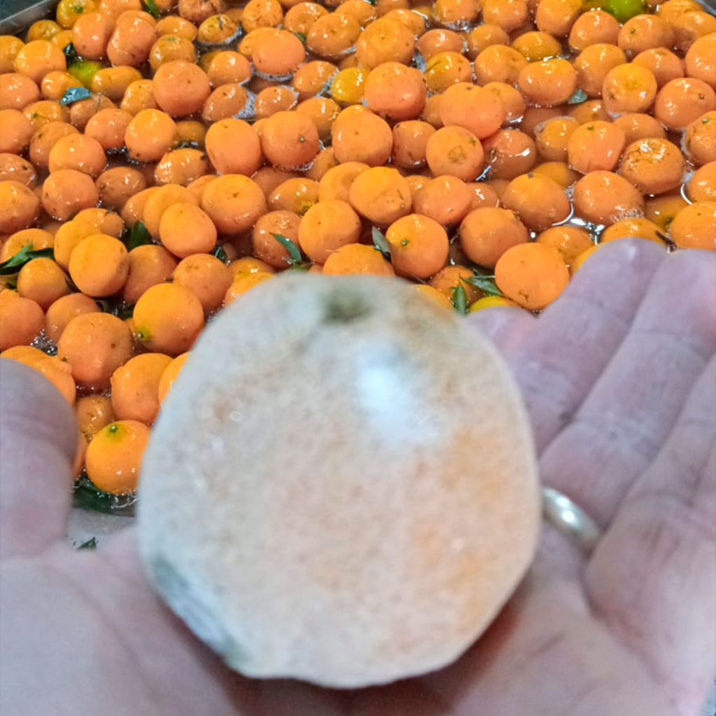 ozonio-frutas-citricas ozonio-frutas-citricas